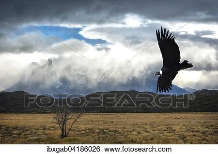 Flying Andean Condor (Vultur gryphus), Torres del Paine National Park, Chilean Patagonia, Chile, South America View Large Photo Image Stock Photograph - Flying Andean Condor (Vultur gryphus), Torres del Paine National Park, Chilean Patagonia, Chile, South America. Fotosearch