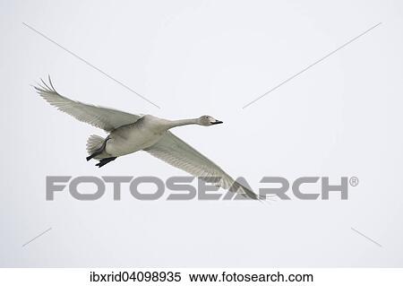 Flying young Whooper Swan (Cygnus cygnus), North Rhine-Westphalia, Germany, Europe View Large Photo Image Stock Photography - Flying young Whooper Swan (Cygnus cygnus), North Rhine-Westphalia, Germany, Europe. Fotosearch