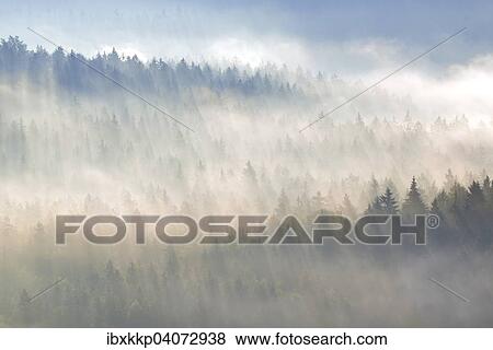 Fog over the treetops in the morning light, forest in the Elbe Sandstone Mountains, Saxon Switzerland, Saxony, Germany, Europe View Large Photo Image Stock Photo - Fog over the treetops in the morning light, forest in the Elbe Sandstone Mountains, Saxon Switzerland, Saxony, Germany, Europe. Fotosearch