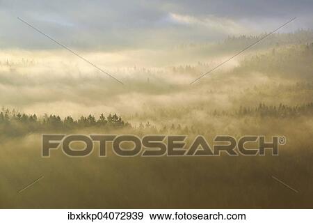 Fog over the treetops in the morning light, forest in the Elbe Sandstone Mountains, Saxon Switzerland, Saxony, Germany, Europe View Large Photo Image Stock Photo - Fog over the treetops in the morning light, forest in the Elbe Sandstone Mountains, Saxon Switzerland, Saxony, Germany, Europe. Fotosearch
