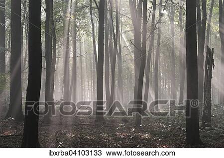 Foggy deciduous forest, sun rays, Dawn, North Rhine-Westphalia, Germany, Europe View Large Photo Image Stock Image - Foggy deciduous forest, sun rays, Dawn, North Rhine-Westphalia, Germany, Europe. Fotosearch