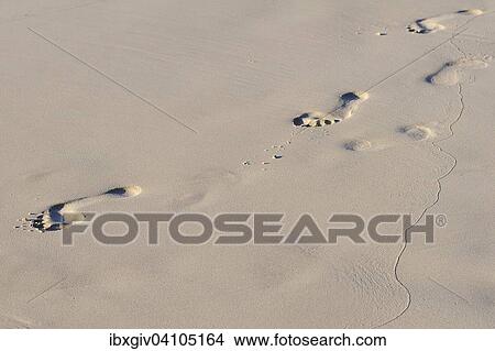 Picture - Footprints in the sand, Praslin Island, Seychelles, Africa. Fotosearch