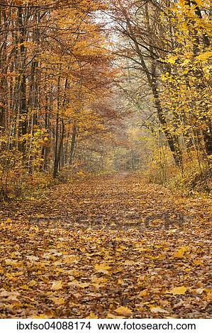 Forest path in autumn, Thuringia, Germany, Europe View Large Photo Image Picture - Forest path in autumn, Thuringia, Germany, Europe. Fotosearch