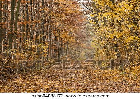 Forest path in autumn, Thuringia, Germany, Europe View Large Photo Image Stock Image - Forest path in autumn, Thuringia, Germany, Europe. Fotosearch