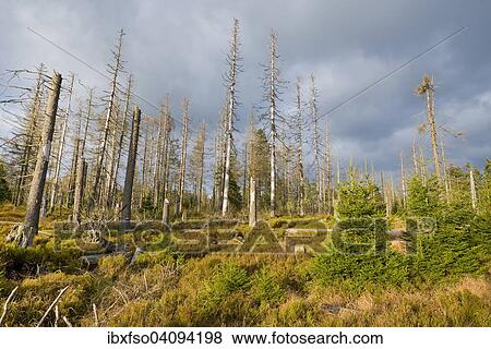 Forest regeneration through natural rejuvenation in the Harz National Park, Lower Saxony, Germany, Europe View Large Photo Image Stock Photo - Forest regeneration through natural rejuvenation in the Harz National Park, Lower Saxony, Germany, Europe. Fotosearch