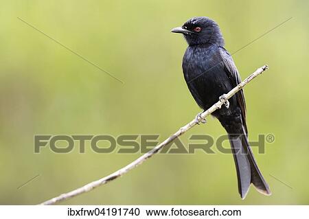 Fork-tailed Drongo (Dicrurus adsimilis), perched, Sweetwaters Game Reserve, Kenya, Africa View Large Photo Image Stock Image - Fork-tailed Drongo (Dicrurus adsimilis), perched, Sweetwaters Game Reserve, Kenya, Africa. Fotosearch