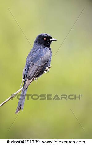 Fork-tailed Drongo (Dicrurus adsimilis), perched, Sweetwaters Game Reserve, Kenya, Africa View Large Photo Image Stock Photo - Fork-tailed Drongo (Dicrurus adsimilis), perched, Sweetwaters Game Reserve, Kenya, Africa. Fotosearch
