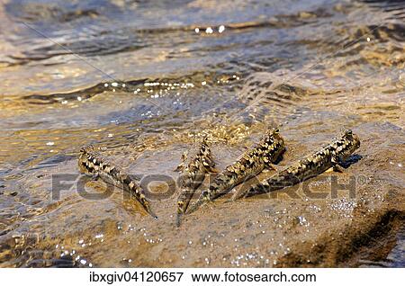 Stock Photo - Four Barred Mudskippers (Periophthalmus argentilineatus) on a rock, Baie de Soulou, Mayotte, Comoros, Africa. Fotosearch