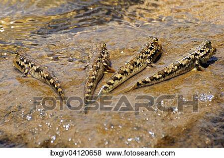 Four Barred Mudskippers (Periophthalmus argentilineatus) on a rock, Baie de Soulou, Mayotte, Comoros, Africa View Large Photo Image Stock Photo - Four Barred Mudskippers (Periophthalmus argentilineatus) on a rock, Baie de Soulou, Mayotte, Comoros, Africa. Fotosearch