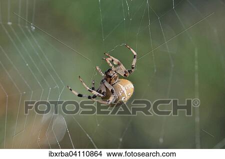 Four-spot Orb-weaver (Araneus quadratus) in the spidernet, North Rhine-Westphalia, Germany, Europe View Large Photo Image Picture - Four-spot Orb-weaver (Araneus quadratus) in the spidernet, North Rhine-Westphalia, Germany, Europe. Fotosearch