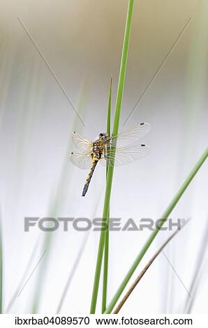 Four-spotted Chaser or Four-spotted Skimmer (Libellula quadrimaculata), dragonfly perched on a stalk, North Rhine-Westphalia, Germany, Europe View Large Photo Image Stock Image - Four-spotted Chaser or Four-spotted Skimmer (Libellula quadrimaculata), dragonfly perched on a stalk, North Rhine-Westphalia, Germany, Europe. Fotosearch