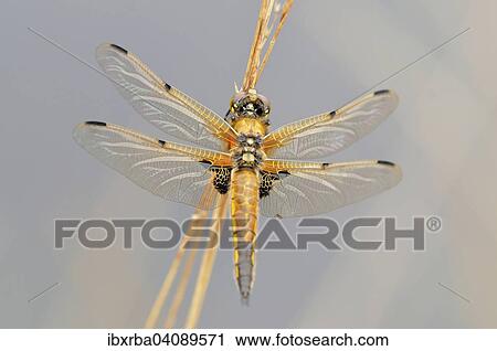 Four-spotted Chaser or Four-spotted Skimmer (Libellula quadrimaculata), dragonfly perched on a stalk, North Rhine-Westphalia, Germany, Europe View Large Photo Image Stock Image - Four-spotted Chaser or Four-spotted Skimmer (Libellula quadrimaculata), dragonfly perched on a stalk, North Rhine-Westphalia, Germany, Europe. Fotosearch