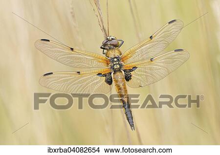 Four-spotted dragonfly (Libellula quadrimaculata), dragonfly sitting on a dry blade, North Rhine-Westphalia, Germany, Europe View Large Photo Image Picture - Four-spotted dragonfly (Libellula quadrimaculata), dragonfly sitting on a dry blade, North Rhine-Westphalia, Germany, Europe. Fotosearch