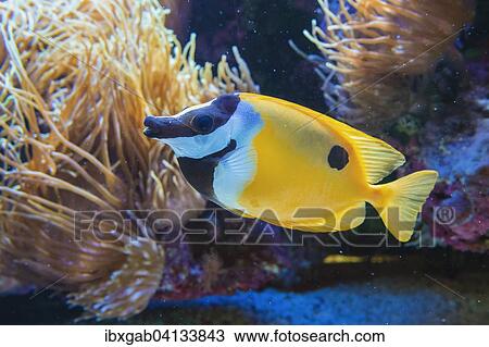 Stock Image - Fox-faced Rabbit fish (Siganus vulpinus), captive. Fotosearch