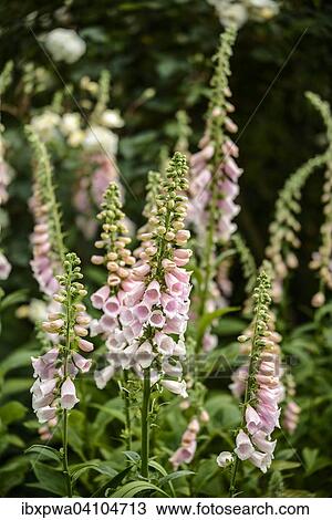 Foxglove (Digitalis purpurea), Devon, United Kingdom, Europe View Large Photo Image Stock Image - Foxglove (Digitalis purpurea), Devon, United Kingdom, Europe. Fotosearch