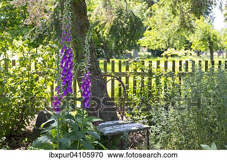 Foxglove (Digitalis purpurea) in a garden View Large Photo Image Stock Image - Foxglove (Digitalis purpurea) in a garden. Fotosearch