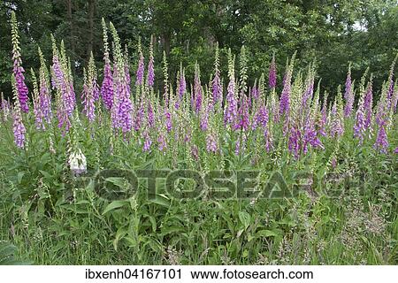 Foxgloves (Digitalis purpurea), Emsland, Lower Saxony, Germany, Europe View Large Photo Image Stock Image - Foxgloves (Digitalis purpurea), Emsland, Lower Saxony, Germany, Europe. Fotosearch