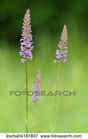 Stock Photo - Fragrant orchid (Gymnadenia conopsea) inflorescence, North Rhine-Westphalia, Germany, Europe. Fotosearch