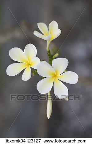 Frangipani flowers (Plumeria), Kerala, India, Asia View Large Photo Image Stock Photo - Frangipani flowers (Plumeria), Kerala, India, Asia. Fotosearch