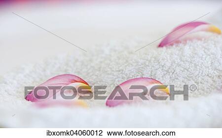 Frangipani petals on white towel, Ayurvedic Spa, Kerala, India, Asia View Large Photo Image Stock Image - Frangipani petals on white towel, Ayurvedic Spa, Kerala, India, Asia. Fotosearch