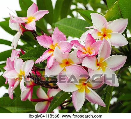 Frangipani (Plumeria) flowers with raindrops, Mahe, Seychelles, Africa View Large Photo Image Stock Photo - Frangipani (Plumeria) flowers with raindrops, Mahe, Seychelles, Africa. Fotosearch