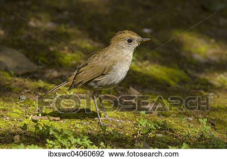 Frantzius' Nightingale Thrush or Ruddy-capped Nightingale Thrush (Catharus frantzii), Los Quetzales National Park, San Jose Province, Costa Rica, North America View Large Photo Image Stock Image - Frantzius' Nightingale Thrush or Ruddy-capped Nightingale Thrush (Catharus frantzii), Los Quetzales National Park, San Jose Province, Costa Rica, North America. Fotosearch