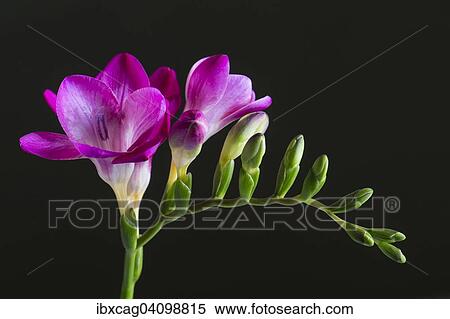 Stock Photography - Freesia flower (Freesia). Fotosearch