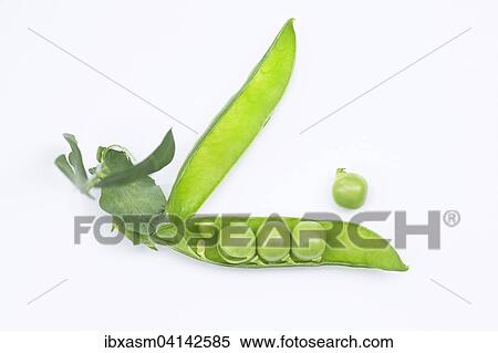 Fresh green peas (Pisum sativum) View Large Photo Image Stock Photography - Fresh green peas (Pisum sativum). Fotosearch