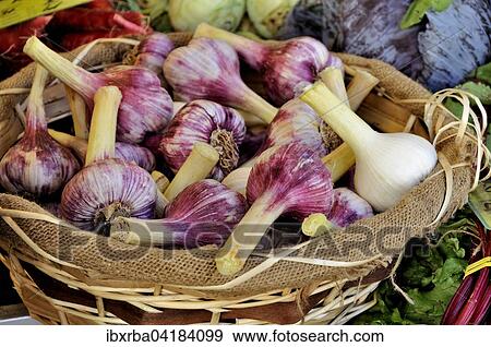Stock Photo - Fresh purple garlic (Allium sativum ophioscorodon) in basket at market stall, Baden-Wurttemberg, Germany, Europe. Fotosearch