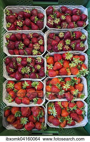 Fresh strawberries in punnets, Baden-Wurttemberg, Germany, Europe View Large Photo Image Picture - Fresh strawberries in punnets, Baden-Wurttemberg, Germany, Europe. Fotosearch
