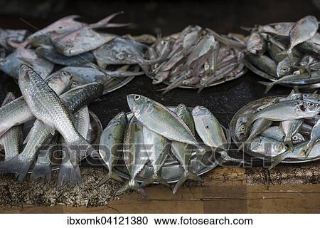 Stock Image - Freshly caught fish, fish market, Fort Cochin, Kochi, Kerala, India, Asia. Fotosearch