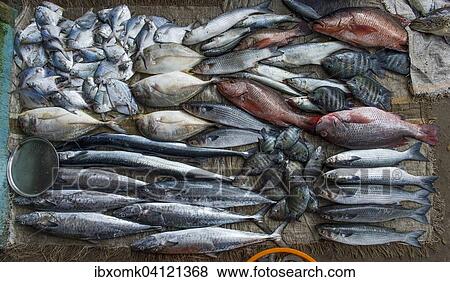 Freshly caught fish, fish market, Fort Cochin, Kochi, Kerala, India, Asia View Large Photo Image Stock Photo - Freshly caught fish, fish market, Fort Cochin, Kochi, Kerala, India, Asia. Fotosearch