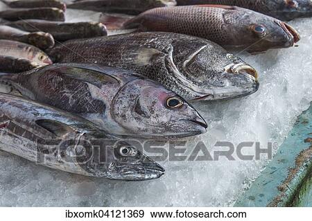 Stock Photo - Freshly caught fish on ice, fish market, Fort Cochin, Kochi, Kerala, India, Asia. Fotosearch