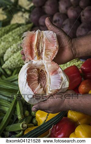 Freshly cut pomelo, fruit and vegetable stall, Mattancherry, Kochi, Cochin, Kerala, India, Asia View Large Photo Image Stock Photo - Freshly cut pomelo, fruit and vegetable stall, Mattancherry, Kochi, Cochin, Kerala, India, Asia. Fotosearch