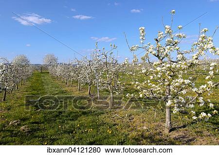 Fruit orchard in spring, Southern Palatinate, Palatinate, Rhineland-Palatinate, Germany, Europe View Large Photo Image Stock Image - Fruit orchard in spring, Southern Palatinate, Palatinate, Rhineland-Palatinate, Germany, Europe. Fotosearch
