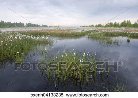 Fruiting Hare's-tail Cottongrass (Eriophorum vaginatum), Emsland, Lower Saxony, Germany, Europe View Large Photo Image Stock Photography - Fruiting Hare's-tail Cottongrass (Eriophorum vaginatum), Emsland, Lower Saxony, Germany, Europe. Fotosearch