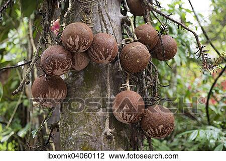 Stock Image - Fruits of the Cannonball Tree (Couroupita guianensi), Kerala, India, Asia. Fotosearch