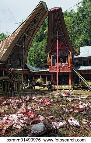 Stock Photograph - Funeral ceremony with ritual slaughter of water buffaloes in traditional Toraja village, Batutumonga, near Rantepao, Sulawesi, Indonesia, Southeast Asia, Asia. Fotosearch