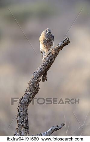 Stock Image - Gabar Goshawk (Mcronius gabar), young bird perched on tree stump, Samburu National Reserve, Kenya, Africa. Fotosearch