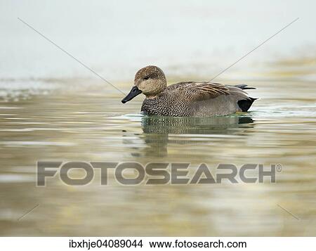 Gadwall (Anas strepera), Lake Constance, Baden-Wurttemberg, Germany, Europe View Large Photo Image Picture - Gadwall (Anas strepera), Lake Constance, Baden-Wurttemberg, Germany, Europe. Fotosearch