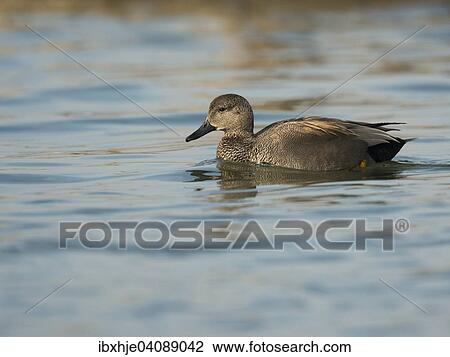 Stock Image - Gadwall (Anas strepera), Lake Constance, Baden-Wurttemberg, Germany, Europe. Fotosearch