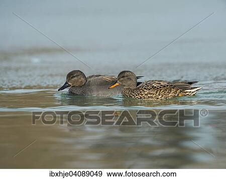 Gadwall (Anas strepera), Lake Constance, Baden-Wurttemberg, Germany, Europe View Large Photo Image Stock Photo - Gadwall (Anas strepera), Lake Constance, Baden-Wurttemberg, Germany, Europe. Fotosearch