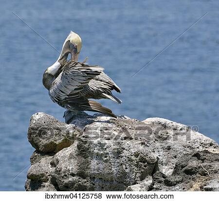 Galapagos Brown Pelican (Pelecanus occidentalis urinator), Plaza Sur, Galapagos Province, Galapagos, Ecuador, South America View Large Photo Image Stock Photo - Galapagos Brown Pelican (Pelecanus occidentalis urinator), Plaza Sur, Galapagos Province, Galapagos, Ecuador, South America. Fotosearch