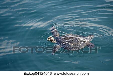 Galapagos green turtle (Chelonia agassizii, Chelonia mydas agassizii), Isabela Island, Galapagos Islands, Ecuador, South America View Large Photo Image Stock Photograph - Galapagos green turtle (Chelonia agassizii, Chelonia mydas agassizii), Isabela Island, Galapagos Islands, Ecuador, South America. Fotosearch
