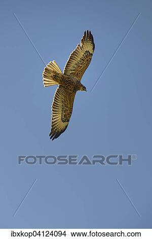 Picture - Galapagos hawk (Buteo galapagoensis), Urbina Bay, Isabela Island, Galapagos Islands, Ecuador, South America. Fotosearch