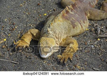 Stock Image - Galapagos land iguana (Conolophus subcristatus), Urbina Bay, Isabela Island, Galapagos Islands, Ecuador, South America. Fotosearch