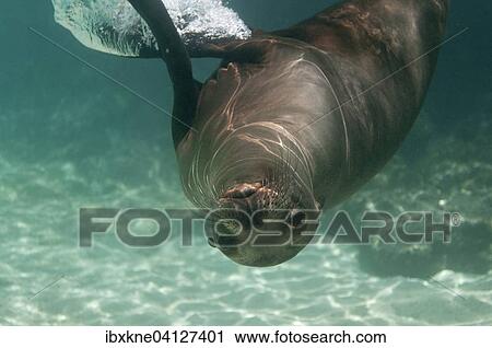 Stock Image - Galapagos Sea Lion (Zalophus wollebaeki), Galapagos, Ecuador, South America. Fotosearch