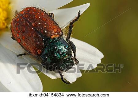 Picture - Garden Chafer (Phyllopertha horticola), Hesse, Germany, Europe. Fotosearch