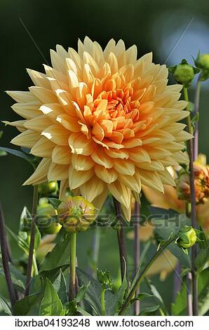 Garden dahlia (Dahlia sp. ), flower, North Rhine-Westphalia, Germany, Europe View Large Photo Image Stock Photo - Garden dahlia (Dahlia sp. ), flower, North Rhine-Westphalia, Germany, Europe. Fotosearch