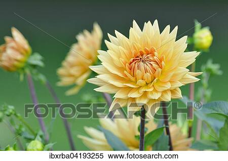 Garden dahlia (Dahlia sp. ), flower, North Rhine-Westphalia, Germany, Europe View Large Photo Image Stock Photography - Garden dahlia (Dahlia sp. ), flower, North Rhine-Westphalia, Germany, Europe. Fotosearch